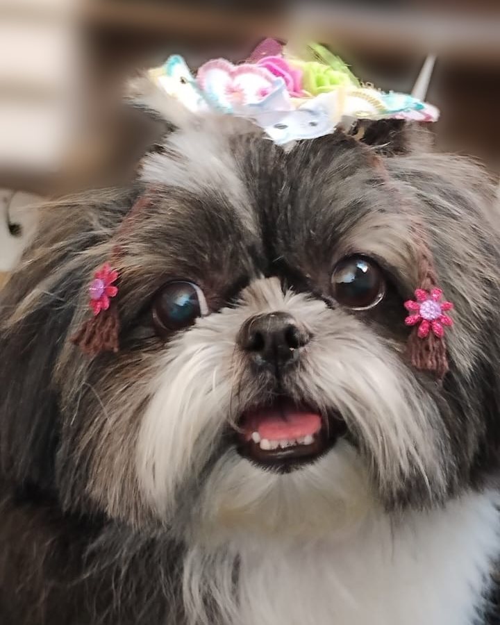 Lolla, a cachorra da Zetha, com presilhas de flor no pelo
